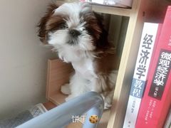 -瑞派·关忠动物医院·猫专科·犬专科(三环新城店)