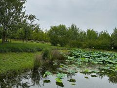 -东郊湿地公园