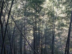 -宁波浙东大竹海景区