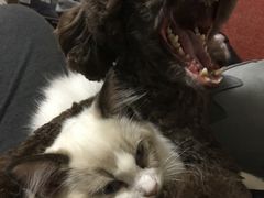 -爱侣宠医·鹦鹉专科·小型哺乳类·异宠专科(灵石路店)