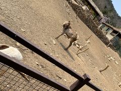 -青岛森林野生动物世界