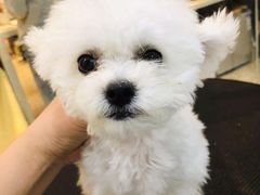 -momokira米努特·德文卷毛猫·棉花面纱犬