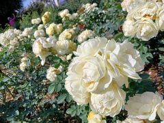 -人民公园(罗湖区)