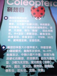 -七巧国萌宠乐园(龙湖天街店)