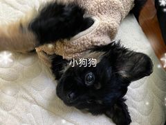 -宠颐生斯嘉宠物医院·急重症·心内科(谷阳北路分院)