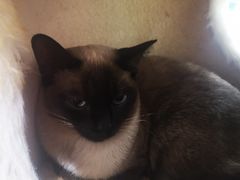 -藏猫猫咖啡主题馆(中央大道店)