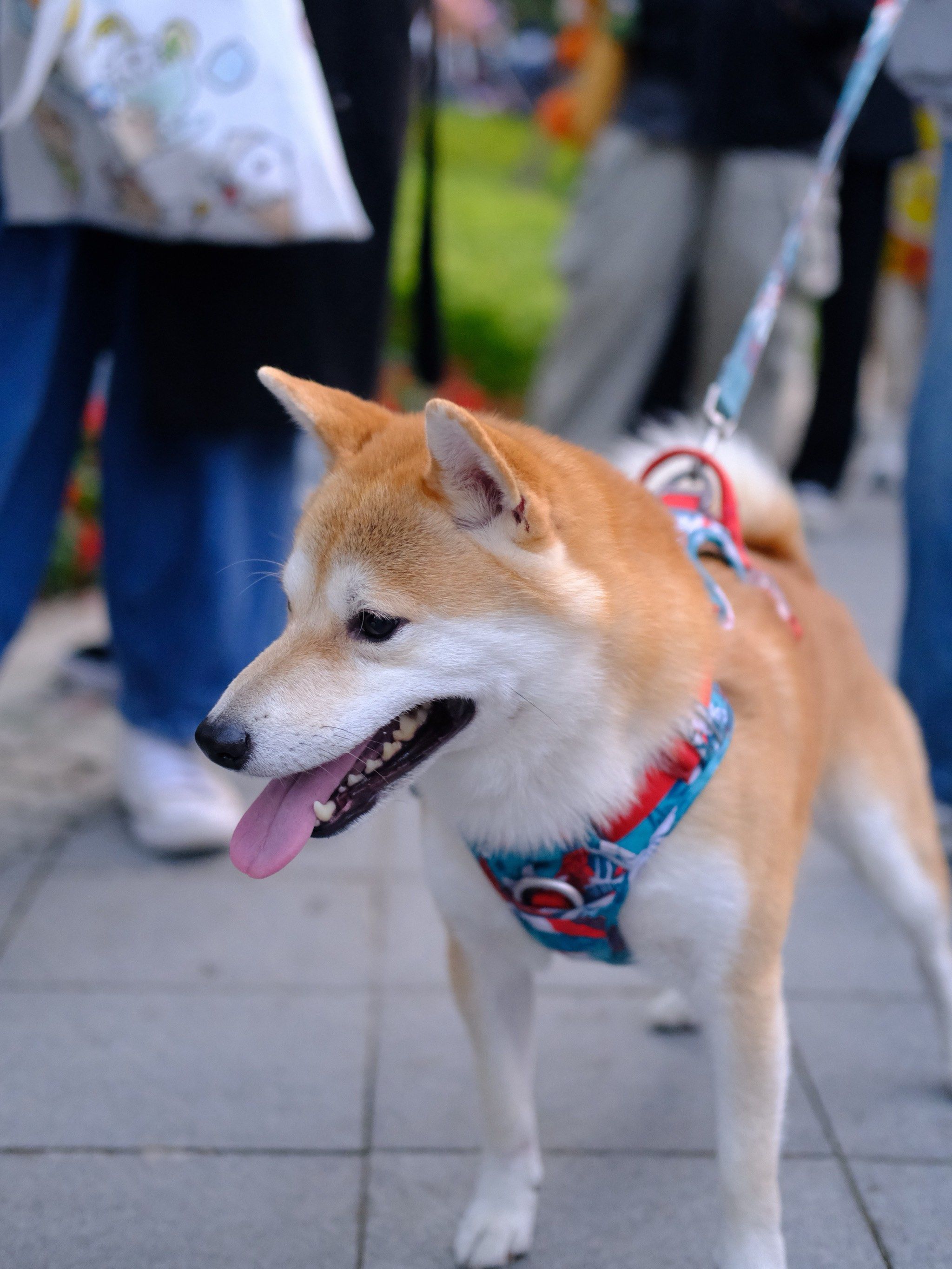 在它博集上拍到可爱小柴犬