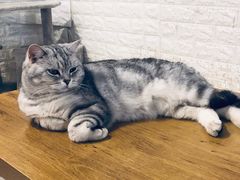 -平行世界·猫咖(首经贸店)