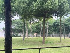 -合肥野生动物园