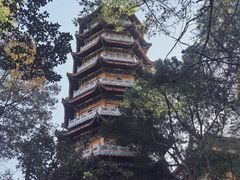 -天目山大树王景区