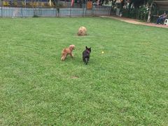 -良成狗狗乐园