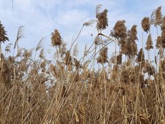 -洋湖国家湿地公园