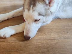 -Husky Go! 哈士奇体验馆·宠物咖啡厅狗咖