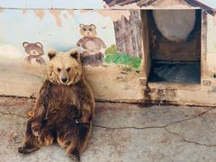 -青藏高原野生动物园