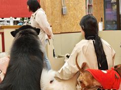 -和它·交个朋友·狗咖猫咖(爱琴海店)