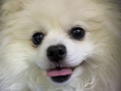 -艾贝尔宠物诊疗