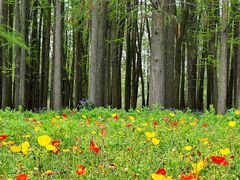 -上海共青森林公园