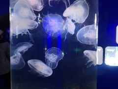 -青岛海底世界-水族馆