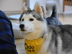 -Husky Go! 哈士奇体验馆·宠物咖啡厅狗咖