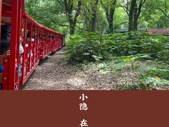 -上海共青森林公园