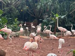 -海南热带野生动植物园
