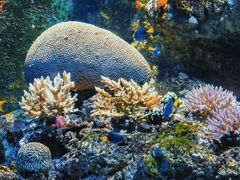 -新加坡海洋生态馆
