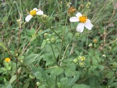 散步拍的花儿们（白花鬼针草）-美视五月花高尔夫度假酒店(滨海西店)