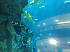 -乐从天佑城海洋馆