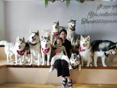 -Husky Go! 哈士奇体验馆·宠物咖啡厅狗咖