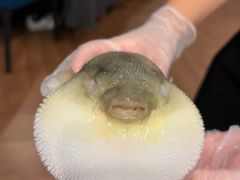 -肆月河豚·新淮扬(金融街店)