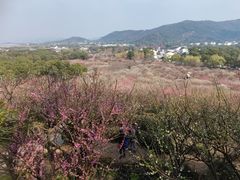 -香雪海