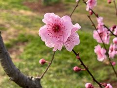 -梅花山(明孝陵内)
