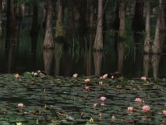 -白鹭湾湿地公园
