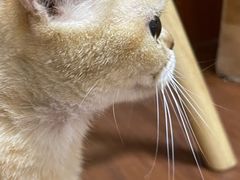 -楼上猫咖(罗湖店)