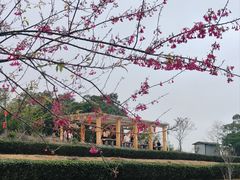 -锄山村
