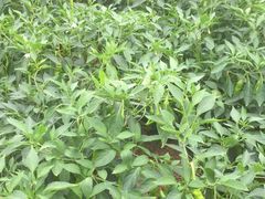 -青山湖·香溢花城