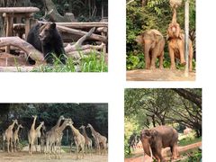 -广州长隆野生动物世界