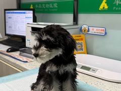 -半岛宠物医院24小时(科华中路店)