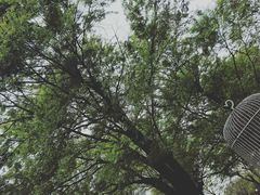 -秀丽东方