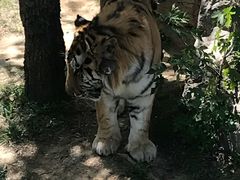 -石家庄市动物园