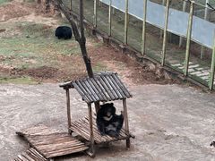 -青藏高原野生动物园