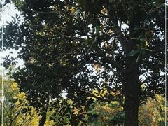 -东平国家森林公园
