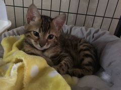 -爱侣宠医·鹦鹉专科·小型哺乳类·异宠专科(灵石路店)