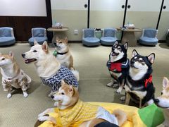 -逗柴咖啡屋·狗咖猫咖宠物桌游