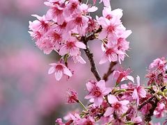 -深圳市中科院仙湖植物园
