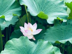 -桂湖森林公园