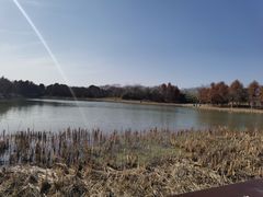 -贡湖湾湿地公园