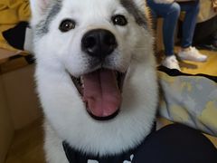 -Husky Go! 哈士奇体验馆·宠物咖啡厅狗咖