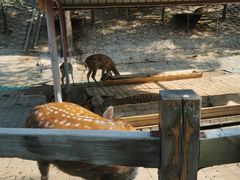 -北京鹿世界主题园