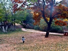 android_upload_pic-八大关景区
